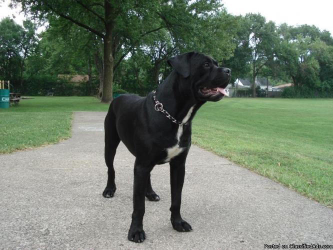 *** Cane Corso Mastiff looking to mate *** - Price: Willing to negotiate