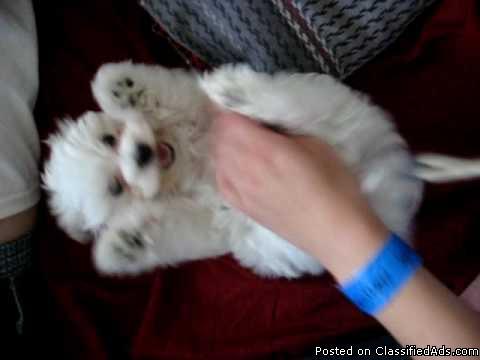 * Maltese Puppies Looking for a new Home.