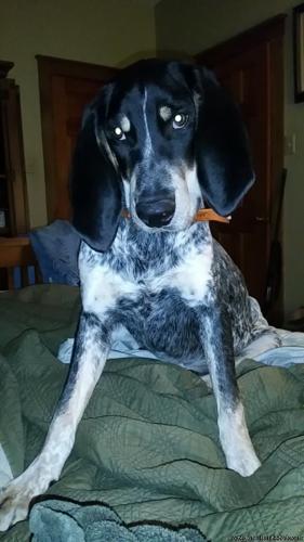 10 month old male bluetick hound for sale
