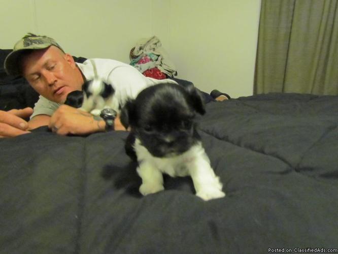 2 shih zu puppies ready Sept. 1 they will be 8 weeks old - Price: 200.00