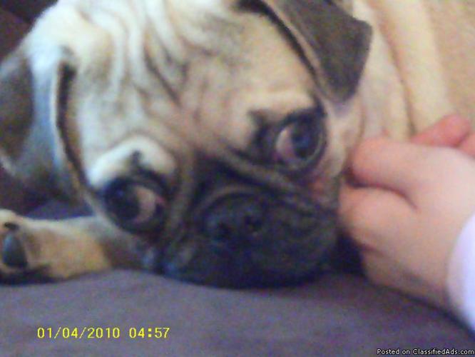 8 MTH OLD PUGG PUPPY FOR SALE - Price: 500$ OR BEST OFFER