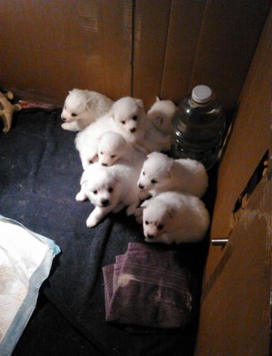 8wks old American Eskimo puppies