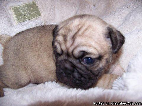 Adorable Pug/Chug puppies - Price: 250.00
