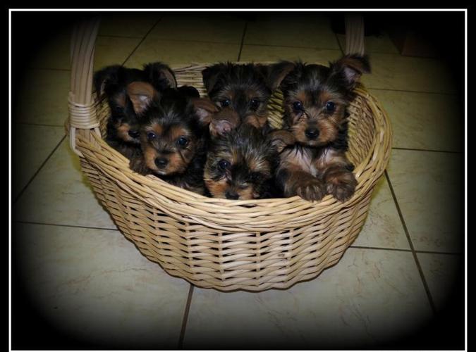 Adorable Pure Breed, AKC Yorkshire Terrier ( Yorkie ) puppies