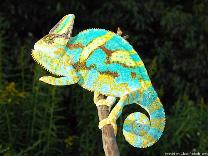adult male veiled chameleon must sell - Price: 175