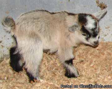 African Pygmy Goat Kids - Rare Colors