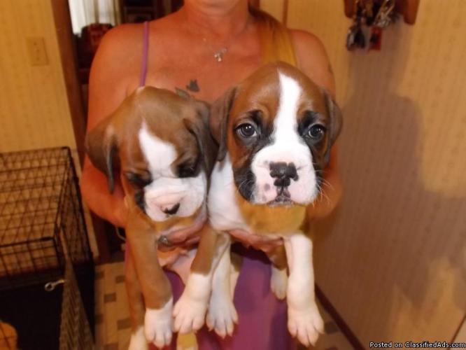 AKC Boxer Pups - Price: $750.00