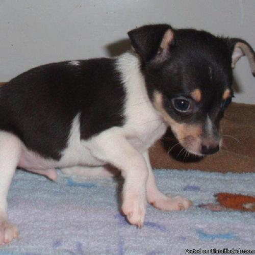 AKC CHAMPION SIRED TOY FOX TERRIER PUPPIES - Price: 550.00