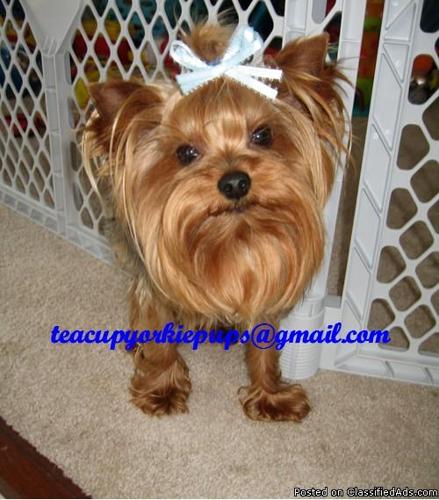 AKC CHAMPION SIRED Yorkie MALE FOR SALE (Proven stud)