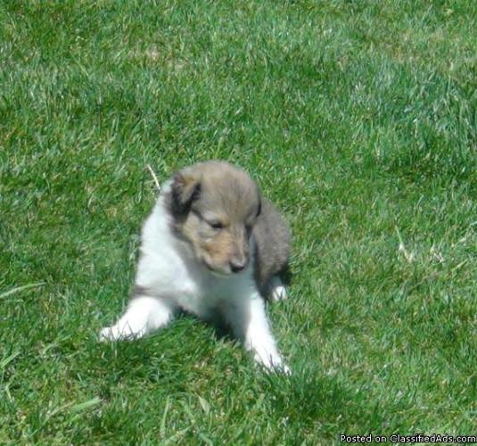 AKC COLLIE PUPPIES...NORMAL-EYED ROUGH...SIMILAR LOOK TO LASSIE...CHAMPION-LINE