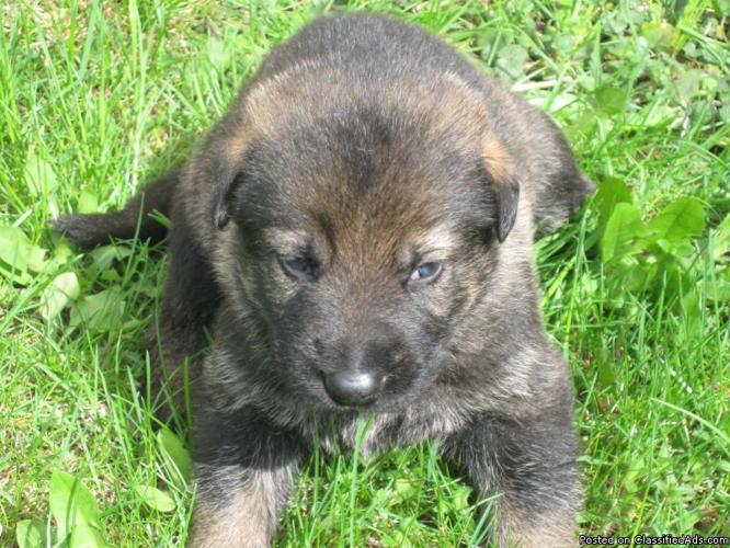 AKC German Shepherd Puppy - He's absolutely adorable - Price: 600.00