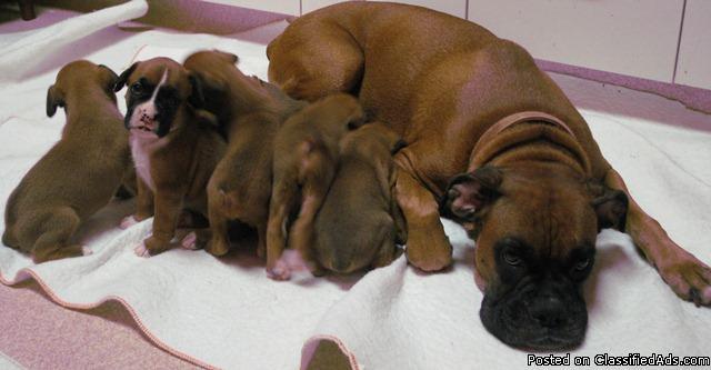 AKC Registered Boxer Puppies for Sale - Price: $300.00