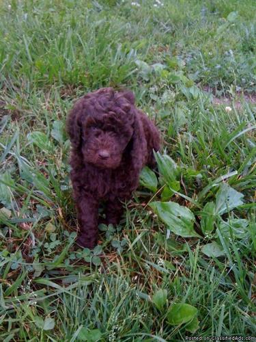 AKC Registered Chocolate Standard Poodle puppies - Price: 500