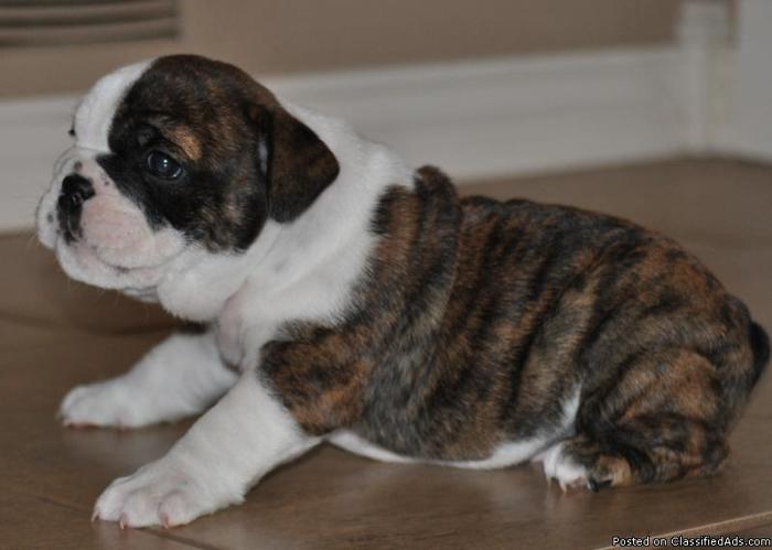 AKC Registered English Bulldog Puppies for Sale