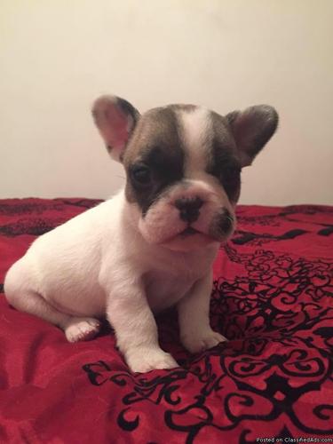 AKC Registered Frenchie Puppies