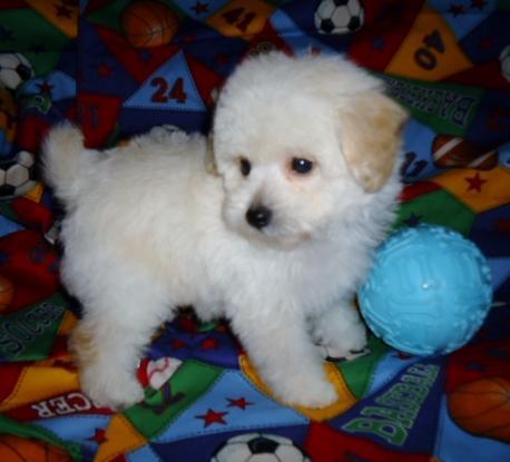 AKC Toy Poodle Puppies