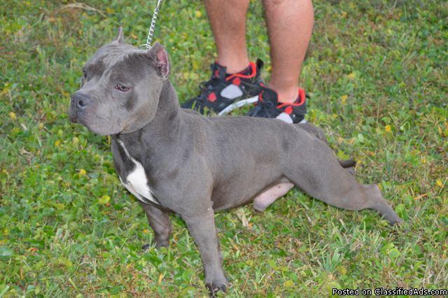 AMERICAN BULLY BLUE FOR STUD SERVICE 