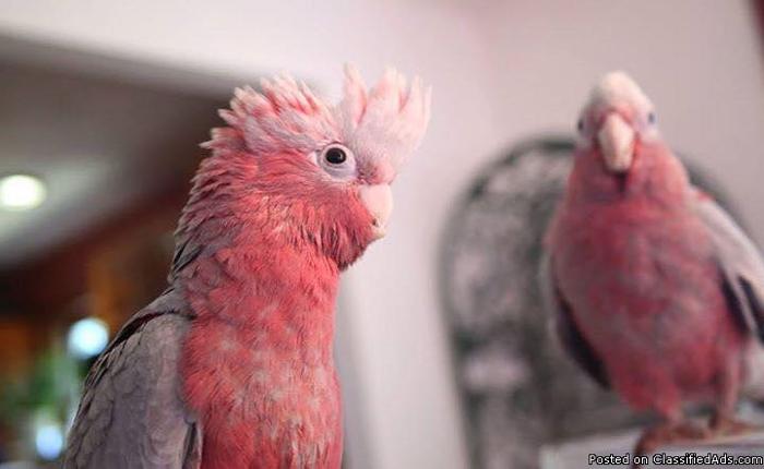 Ana's parrots