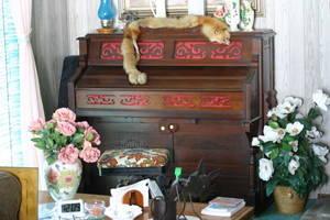 Antique Estry Pump Organ