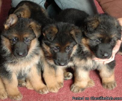 Beautiful AKc Registered German Shepherd Puppies
