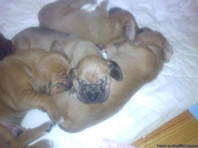 Bloodhound Puppies for Sale - Price: 350.00 or best offer