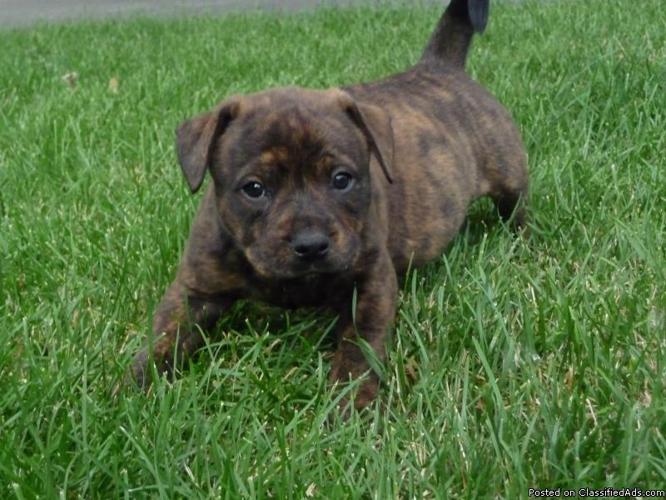 Brindle~Olde English Bulldogge~Ready to go 4th of July! - Price: $900