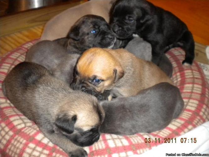 Cane Corso Pups Import Bred - Price: 1500