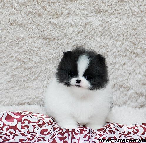 Charming Teacup pomeranian puppies for Adoption!