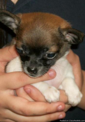 Chihuahua puppy - Price: $175.00
