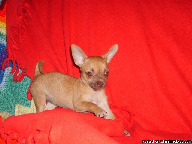 Chihuahua puppy - Price: $200