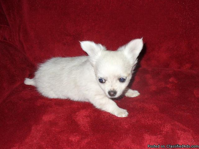 Chihuahua Short Coat Male Puppies CKC