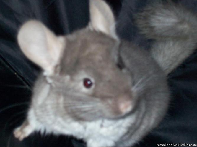 Chinchillas of almost all colors for sale! - Price: 100.00