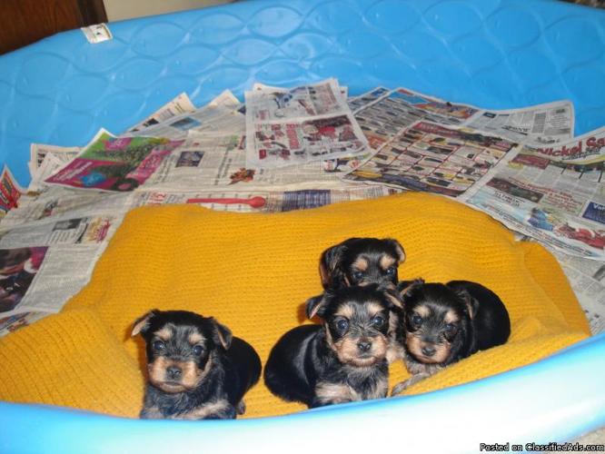 CKC Registered Yorkie Puppies - Price: $850