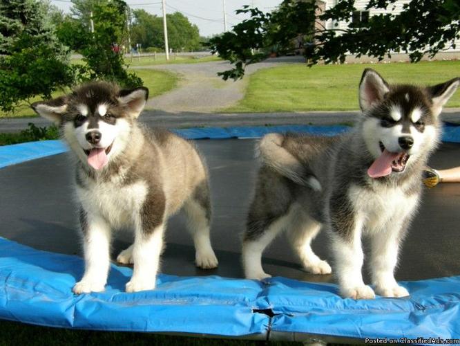 Cute Alaska Malamute pups ready to go now (267) 348-4040 - Price: 390