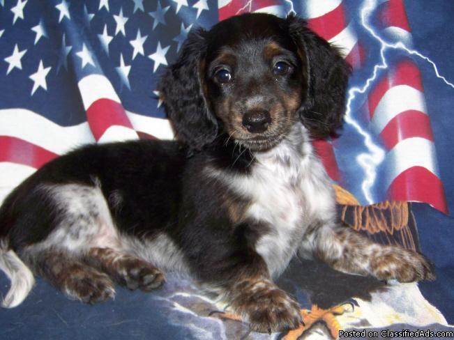 Dachshund LH AKC Miniature Puppies 8 weeks old Ready NOW
