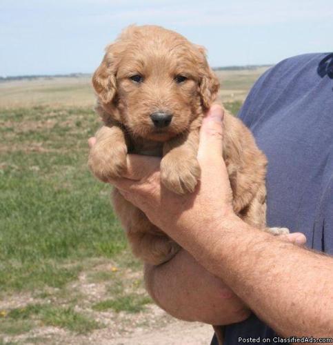 10-50 lb Mini Goldendoodle Puppies - Red Irish Colors