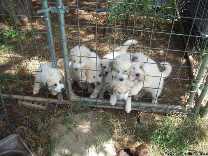 Full Blood Great Pyrenees Pups
