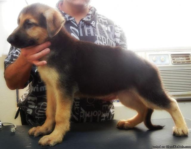 German Shepherd puppies for sell - Price: $950.00