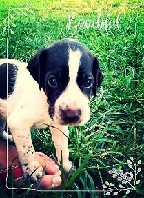 GERMAN SHORTHAIRED POINTER PUPPIES FOR SALE!