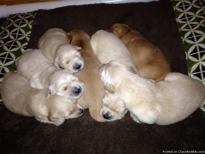 Golden Retriever Puppies AKC registered
