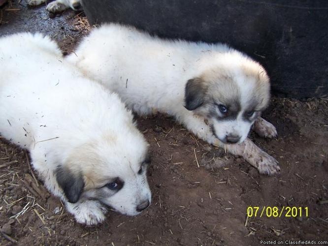 Great Pyrenees (Badger Face) Female - Price: 250.00