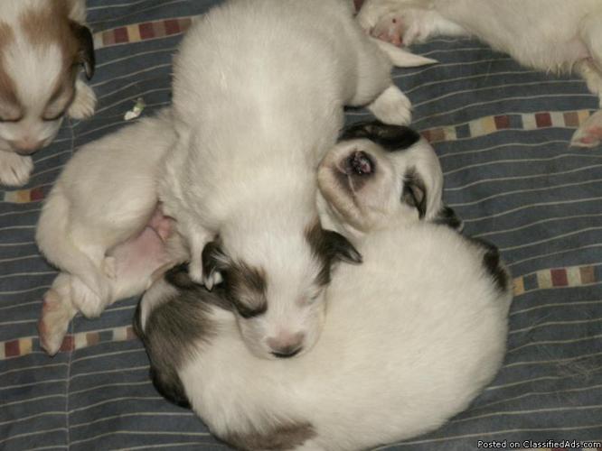 Great Pyrenees Puppies - Price: 100.00