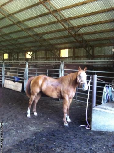 Guarter Horse mare. 13yrs. Old