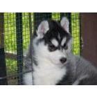 Healthy male and female Siberian Husky puppies - Price: 0.00