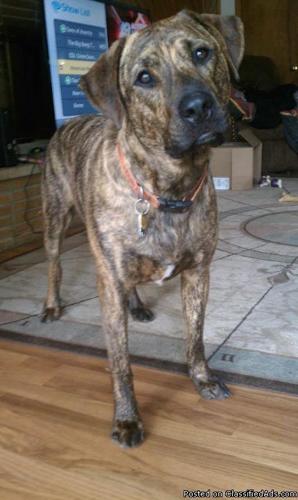 Lost brindle rottweiler mix 