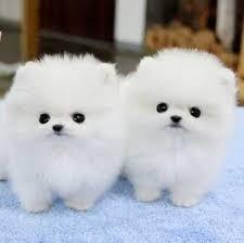 Lovely Pomeranian puppies ready to go now.