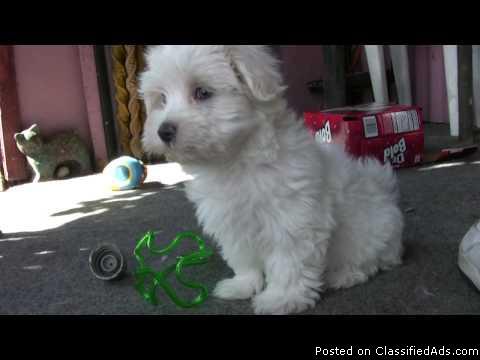 Male and female Maltese puppies for pet lovers.
