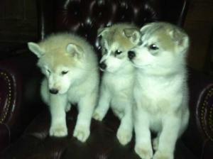 Male and Female Siberian Husky Puppies - Price: 200