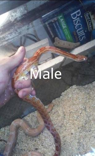 male and female sub adult corn snakes