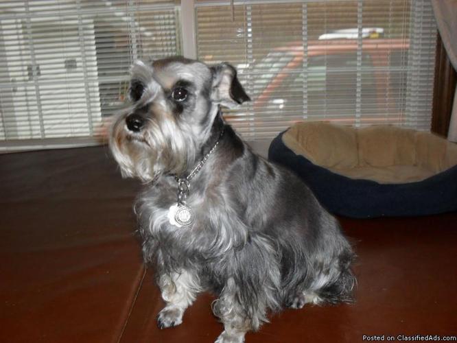 Miniature Schnauzer one Male and Two Females left - Price: 700